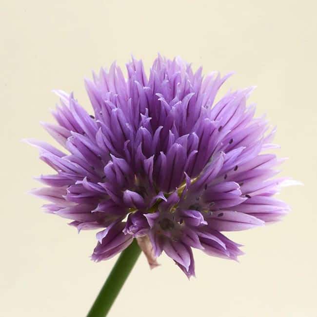 Flores de Cebolinha Francesa