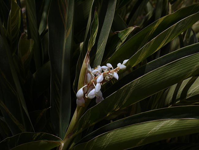 Flores de Gengibre concha 2