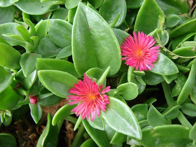 Flores de Rosinha de Sol 2 Flores de Rosinha de Sol 2