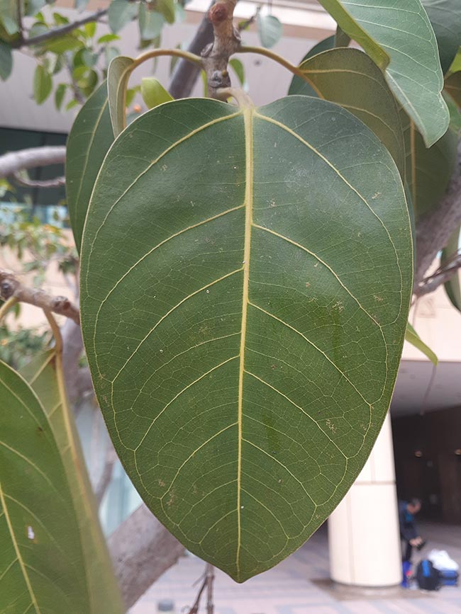 Folha de Ficus altissima Folha de Ficus altissima