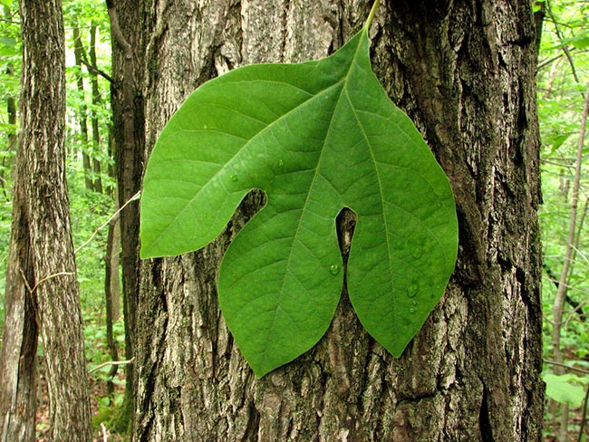 Folha de Sassafras albidum 1 1