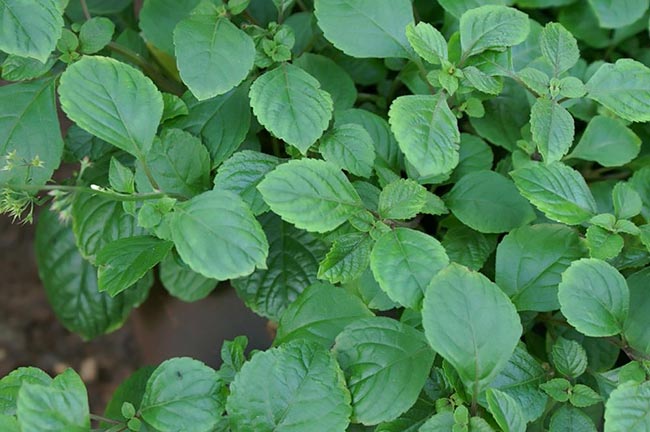 Folhas de Plectranthus barbatus 1