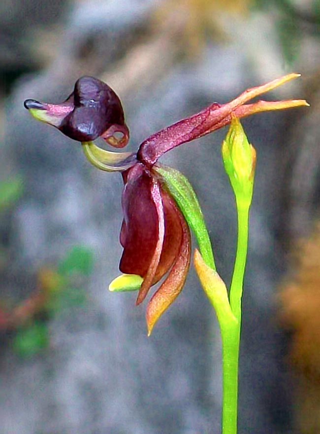 Foto de Orquidea Pato Voador