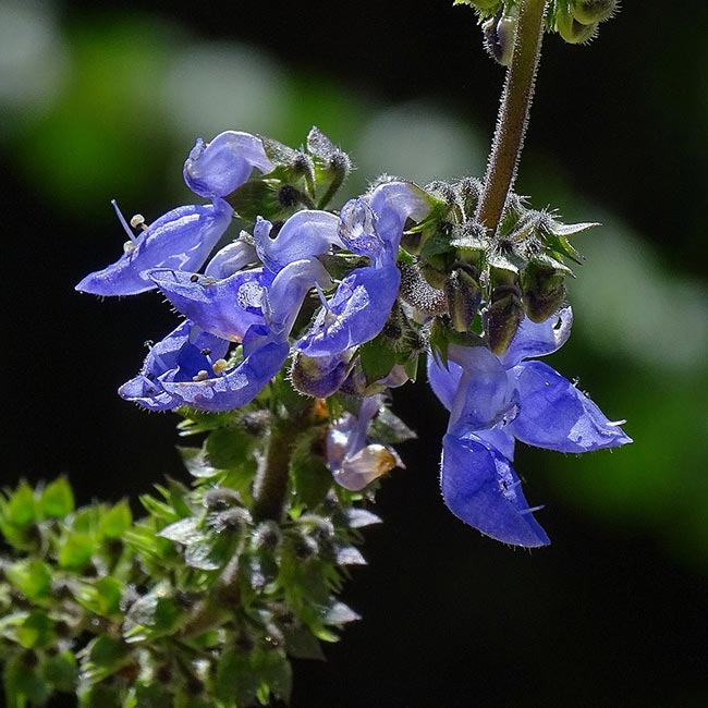 Fotografia de Plectranthus barbatus 2