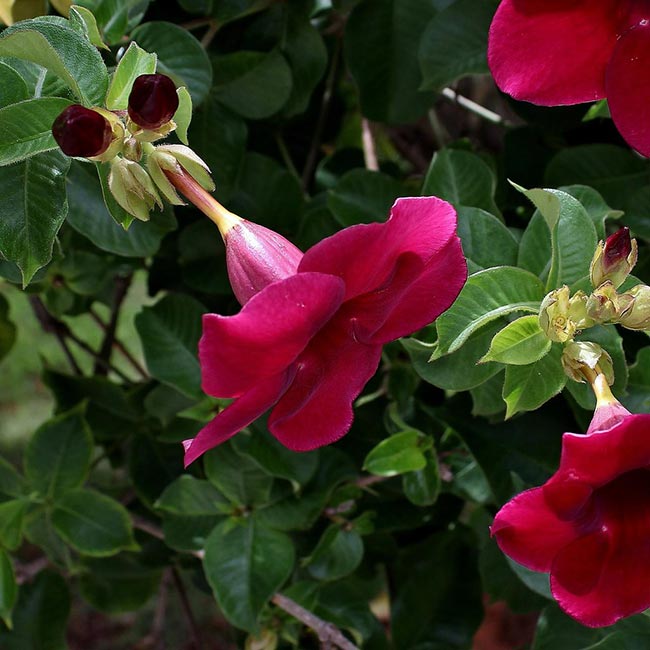 Fotos de Alamanda Roxa 2