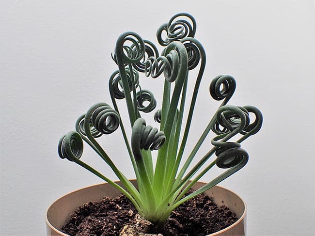 Fotos de Albuca spiralis 2 Fotos de Albuca spiralis 2