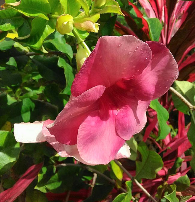 Fotos de Allamanda blanchetii 1