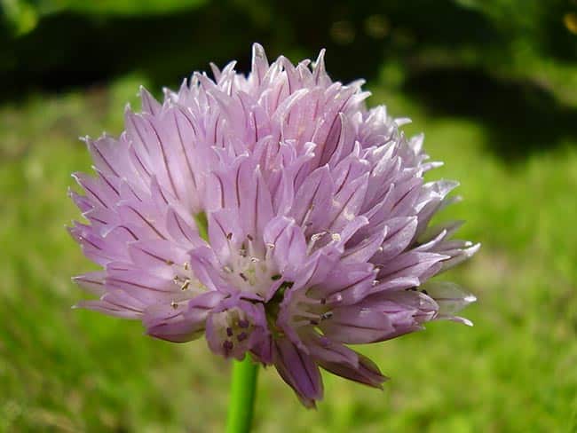 Fotos de Allium Schoenoprasum 1