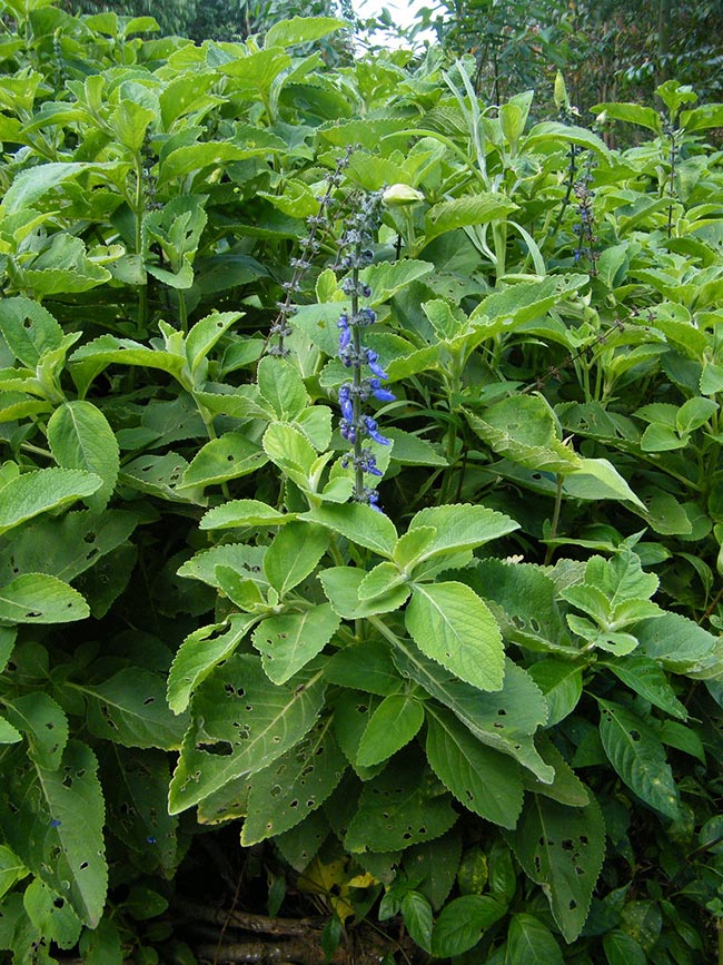 Fotos de Boldo de Jardim 2