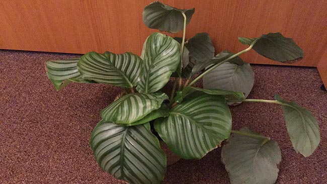 Fotos de Calathea orbifolia