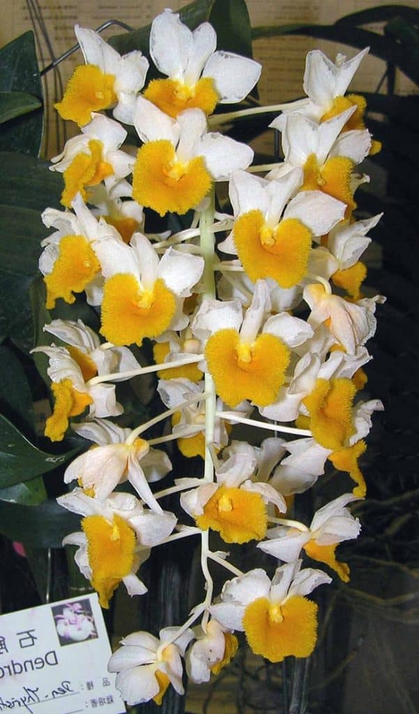Fotos de Dendrobium thyrsiflorum Fotos de Dendrobium thyrsiflorum