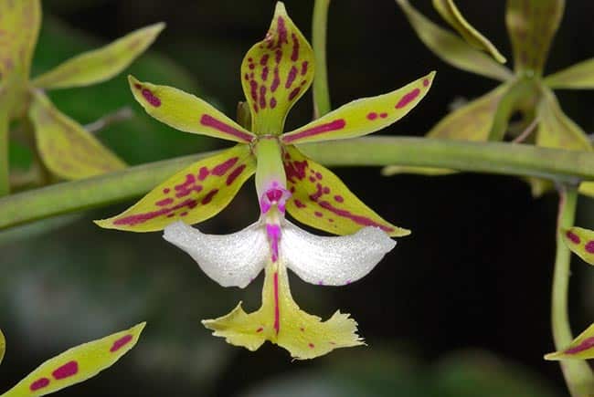 Fotos de Epidendrum 2