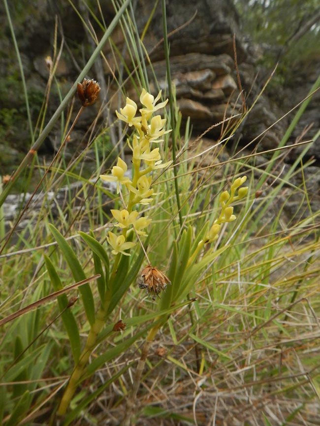 Fotos de Especies de Epidendrum 1 2