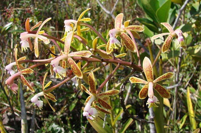 Fotos de Especies de Epidendrum 3