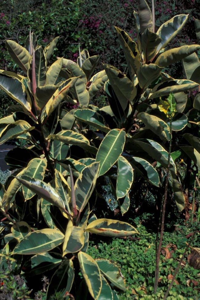 Fotos de Ficus elastica 2