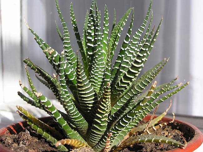 Fotos de Haworthia Fasciata 3 Fotos de Haworthia Fasciata 3