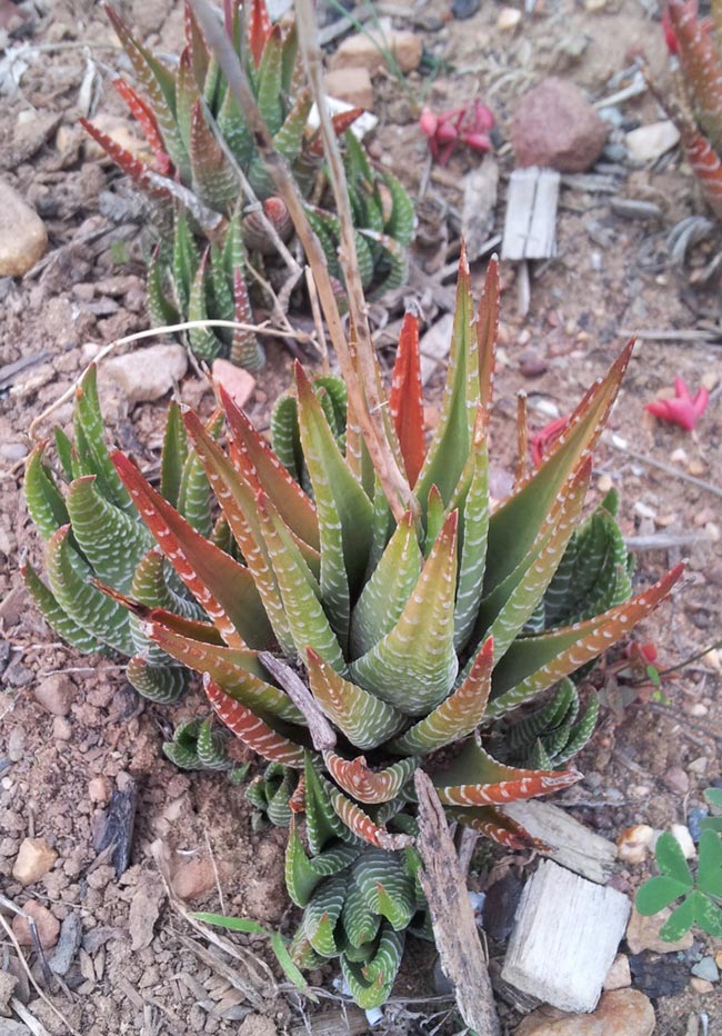 Fotos de Haworthia Fasciata 7 1 Fotos de Haworthia Fasciata 7 1