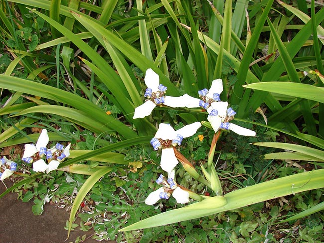 Fotos de Neomarica Northiana 2