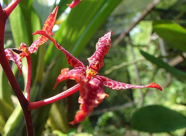 Fotos de Orquideas Renanthera 1