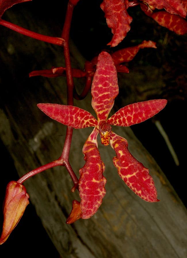 Fotos de Orquideas Renanthera