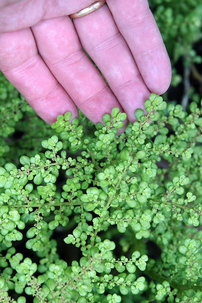 Fotos de Pilea Microphylla 2
