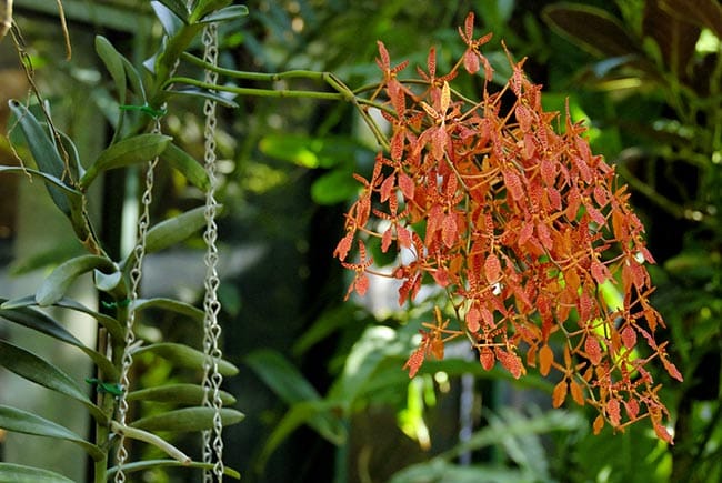Fotos de Renanthera 1