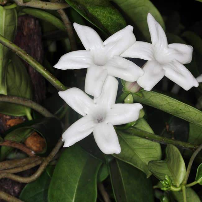 Fotos de Stephanotis floribunda 1 Fotos de Stephanotis floribunda 1