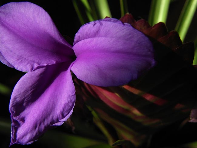 Fotos de Tillandsia cyanea 1 2