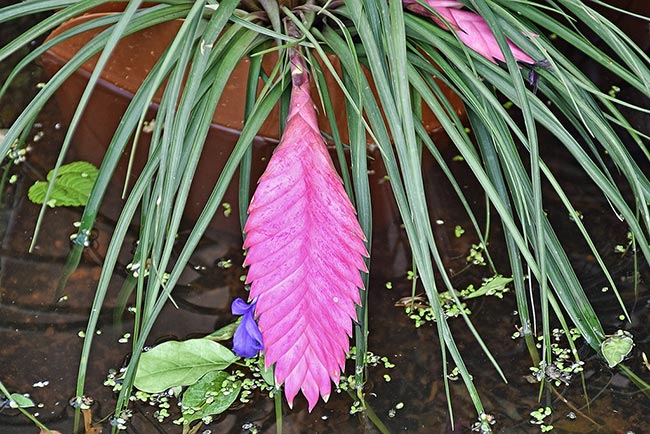 Fotos de Tillandsia cyanea 2