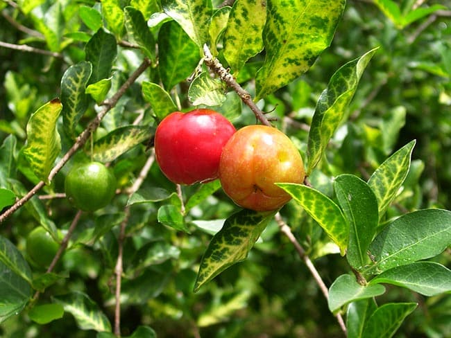 Frutos de Malpighia glabra