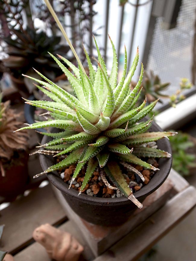 Haworthia Fasciata 1 2 Haworthia Fasciata 1 2