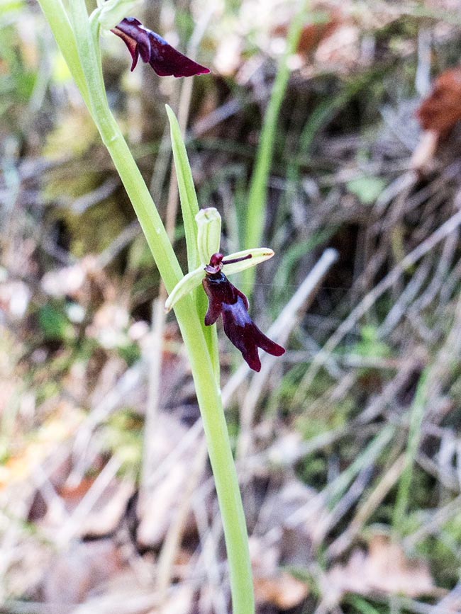 Imagem de Orquidea Pato Voador