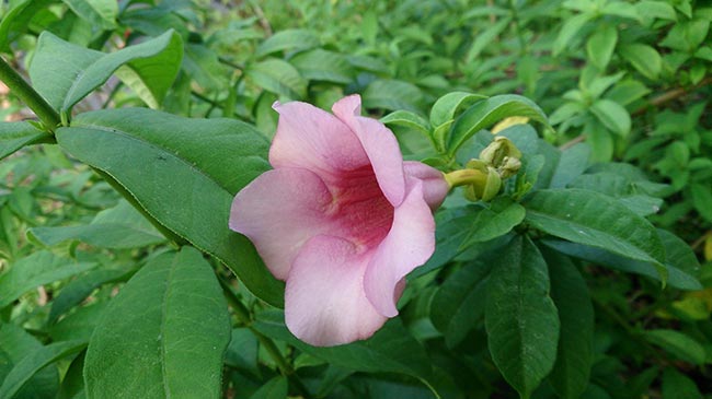 Imagens das flores 8