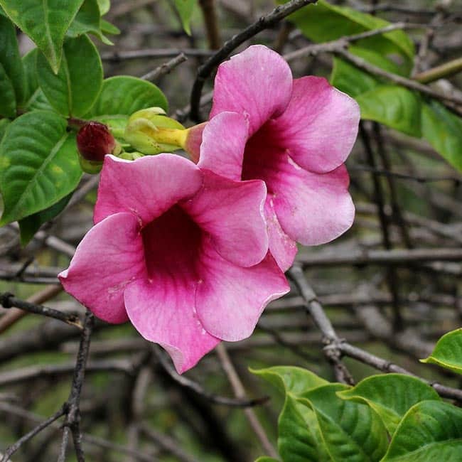 Imagens de Alamanda Roxa 2