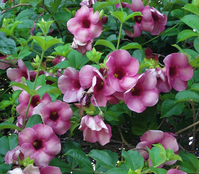 Imagens de Allamanda blanchetii 2