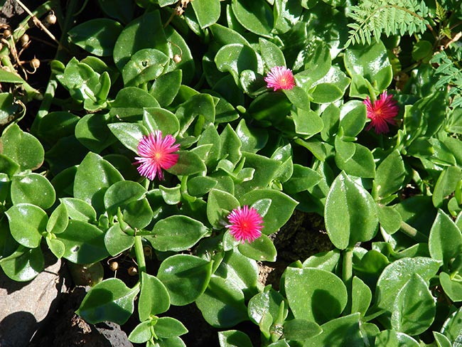 Imagens de Aptenia cordifolia 1 Imagens de Aptenia cordifolia 1