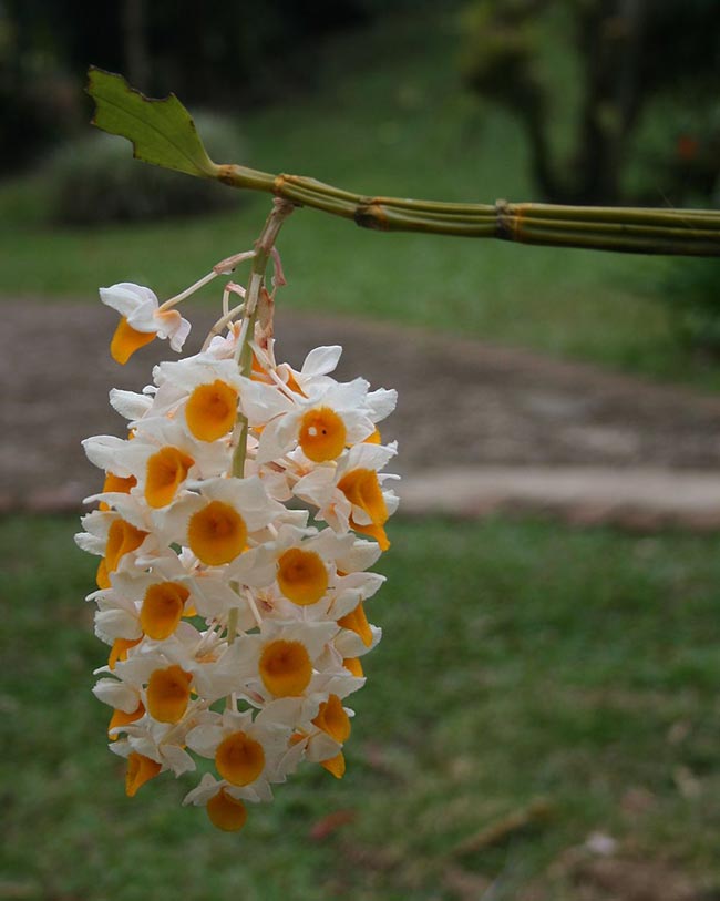 Imagens de Dendrobium thyrsiflorum 1 Imagens de Dendrobium thyrsiflorum 1