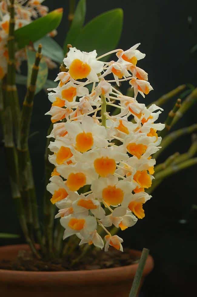 Imagens de Dendrobium thyrsiflorum Imagens de Dendrobium thyrsiflorum