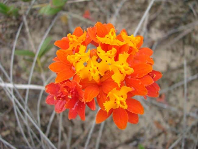 Imagens de Especies de Epidendrum 1