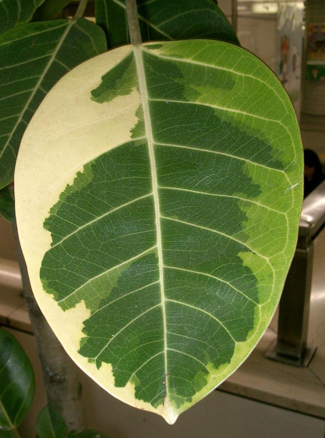 Imagens de Ficus altissima Imagens de Ficus altissima