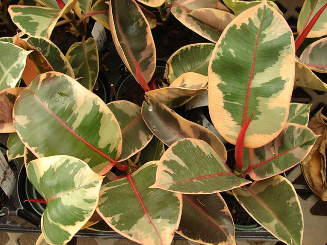 Imagens de Ficus elastica 2