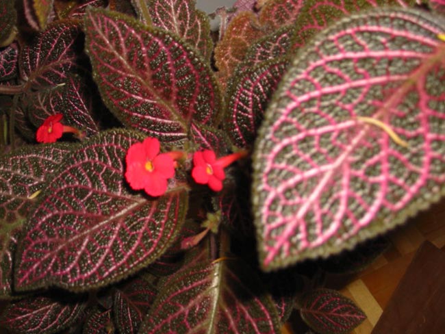Imagens de Fittonia 1 2