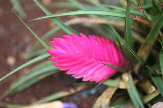 Imagens de Flor de Tilandsia 2