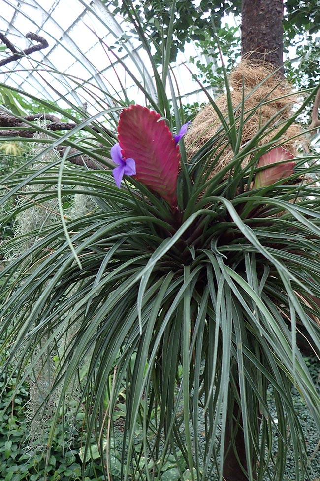 Imagens de Flor de Tilandsia 21 1