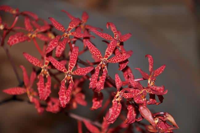 Imagens de Orquideas Renanthera