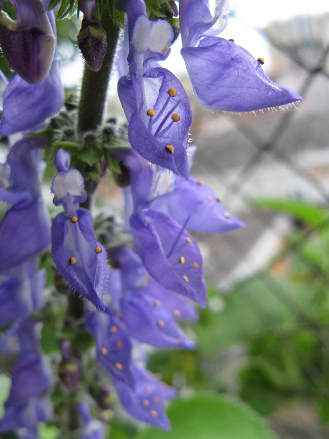 Imagens de Plectranthus barbatus 1 2
