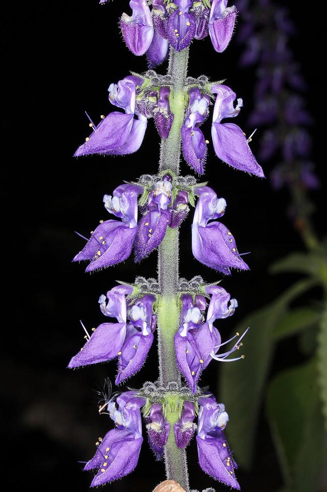 Imagens de Plectranthus barbatus 3