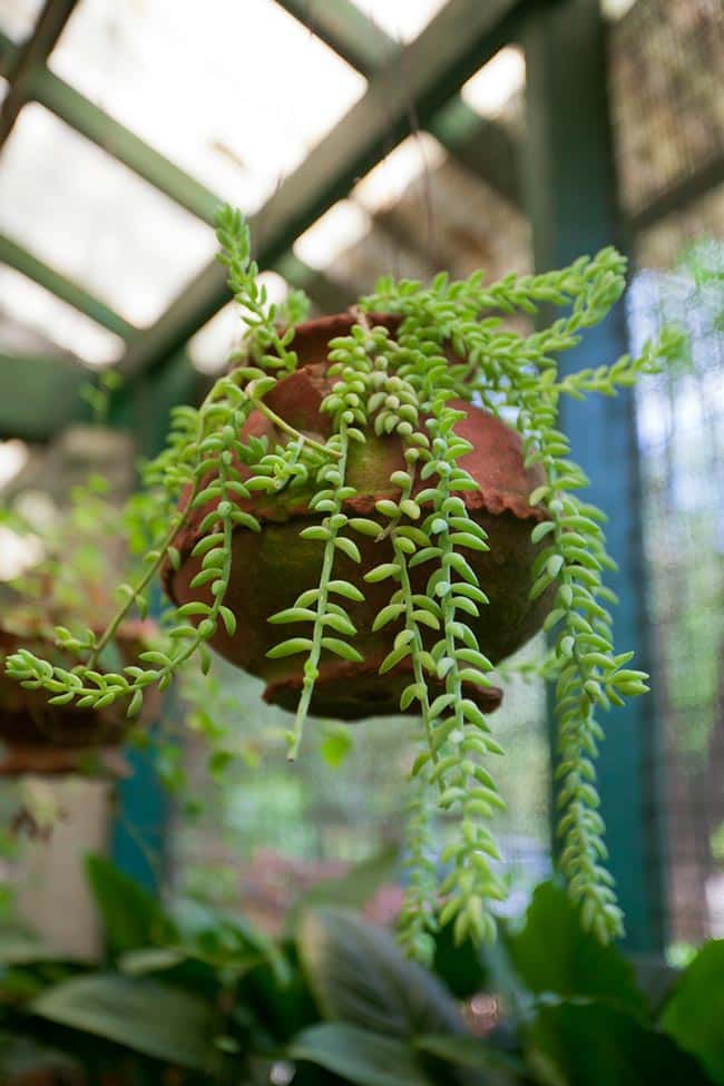 Imagens de Sedum morganianum 2 Imagens de Sedum morganianum 2