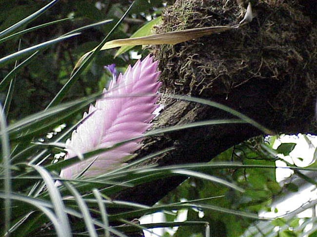 Imagens de Tillandsia cyanea 1 1