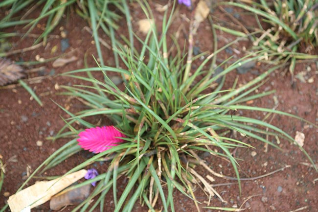Imagens de Tillandsia cyanea 3